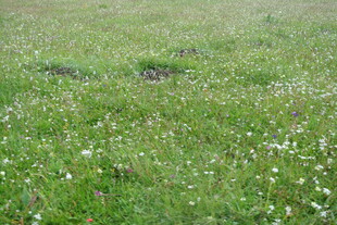 翠绿草地 点缀白色小花