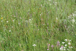 草原上的缤纷野花
