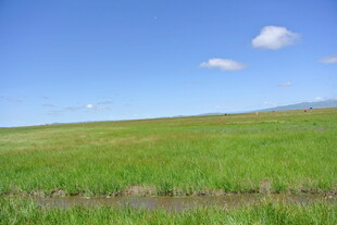 广袤草原 蓝天之下绿意浓