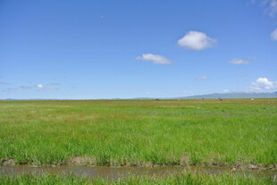 广袤草原蓝天美景