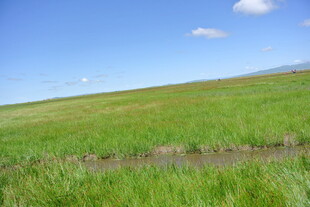 广袤绿野 蓝天相伴