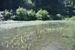 宁静湖畔的自然风光