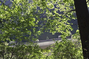 林间绿意中的隐秘道路