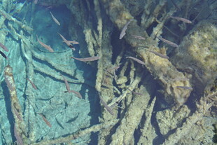 水下交错的树根景象