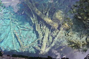 水下树根景观 神秘幽美