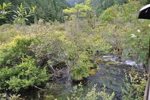 山间溪流旁的繁茂植被