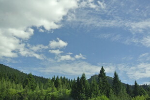 青山蓝天间的葱郁森林