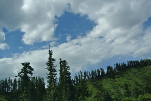 蓝天白云下的茂密山林