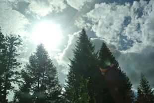 阳光穿透林间树梢的美景