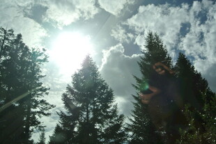 阳光穿透树林的美丽景象