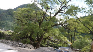 山间繁茂大树景观