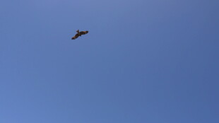 蓝天中翱翔的飞鸟