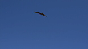 蓝天中翱翔的飞鸟