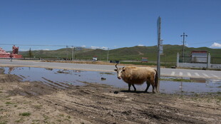 草原上独行的牛