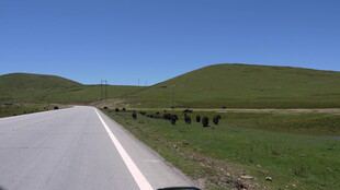 草原公路上的牛群