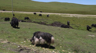 草原上休憩的牦牛群