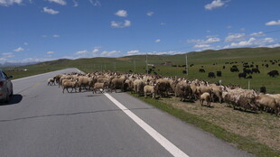 公路上的羊群大迁徙