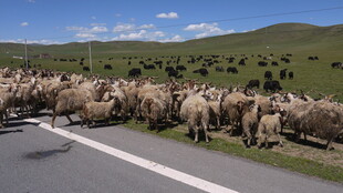 羊群漫步在公路边