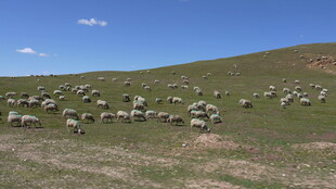 草原羊群悠然觅食
