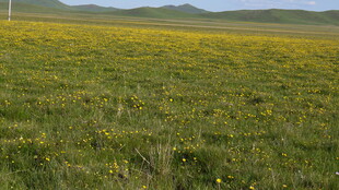 草原上的黄色花海
