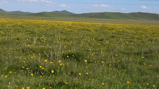 草原上的黄色小花绽放
