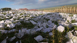 棉花田景 洁白棉朵绽田间