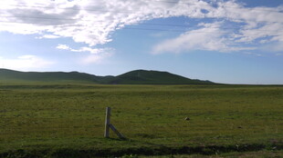 草原风光 独树伫立