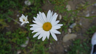 白色雏菊绽放于草地