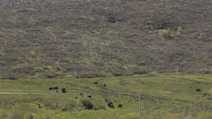广袤草原上的稀疏植被