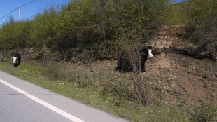 公路旁的自然与人工景象