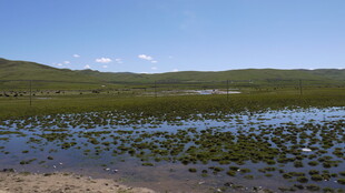 湿地风光 水草蔓延的水域