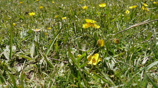 草地中的黄色小花绽放