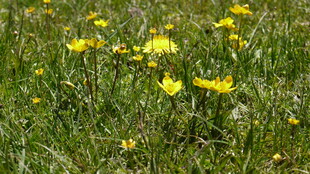 草地上的黄色小花