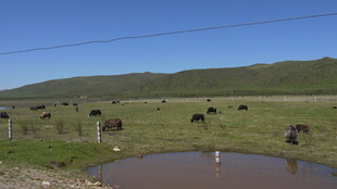 草原水塘边的牛群