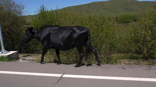 公路上的黑色奶牛