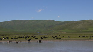草原湖畔的牛群景观