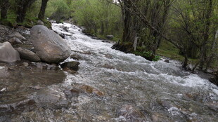 山间溪流潺潺流淌