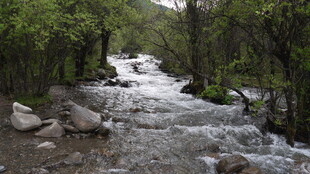 山间湍急溪流穿林而过