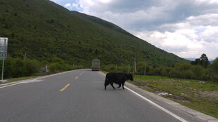 公路上行走的两头牛