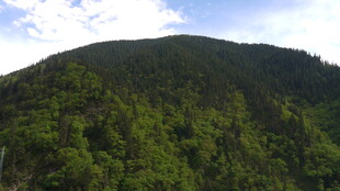 青山绿树成荫的秀丽山峦