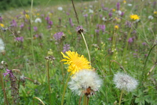 田野中的蒲公英与野花