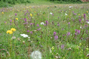 春日野花盛放的草地