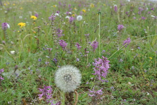 草地中的蒲公英与野花