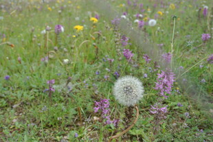 草地上的蒲公英与野花