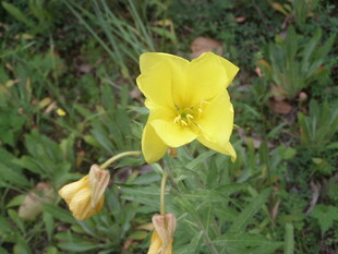 黄色花朵绽放于草地