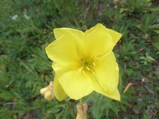 黄色单朵小花绽放