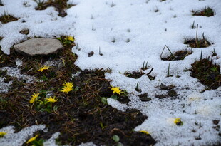 雪下绽放的黄色小花