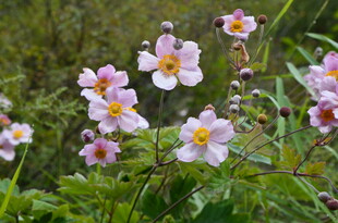 野外绽放的美丽粉色花朵