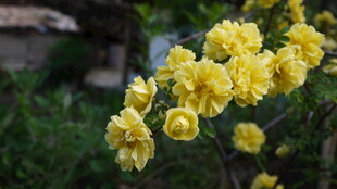 金黄灿烂的盛开黄刺玫花