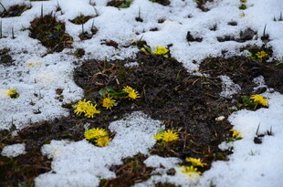 雪地上的黄色小花